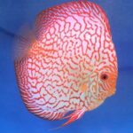 Discus Red Map