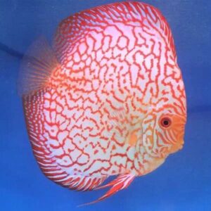 Discus Red Map