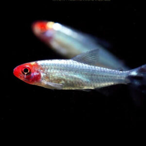 Hemigrammus Rhodostomus Platinum - Image 1