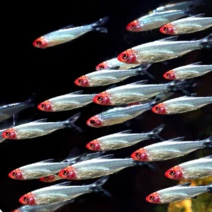 Hemigrammus Rhodostomus Platinum - Image 2