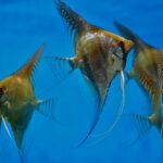 Scalar Altum “Santa Isabel” F1