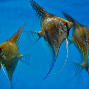 Scalar Altum “Santa Isabel” F1