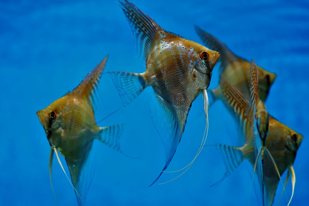 Scalar Altum “Santa Isabel” F1