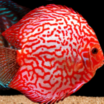 Discus Stardust Grado A