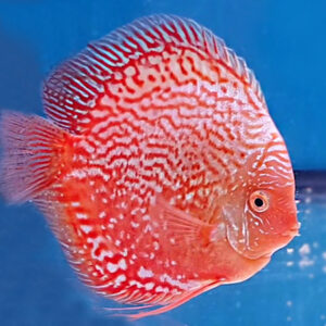 Stardust Pigeon Discus