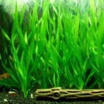 Vallisneria Gigantea