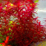 rotala_butterfly