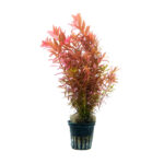 rotala_butterfly2