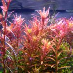 Rotala sp. Pink