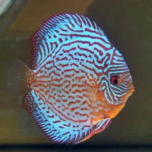 Royal Blue Discus