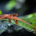 Lorycaria Red Lyzard