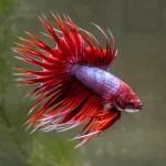 Betta Crowntail