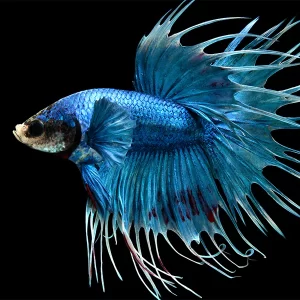 Betta Crowntail Grado AAA