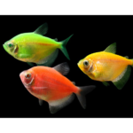 Monjita Fluo surtida