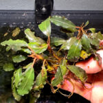 Bucephalandra Venti