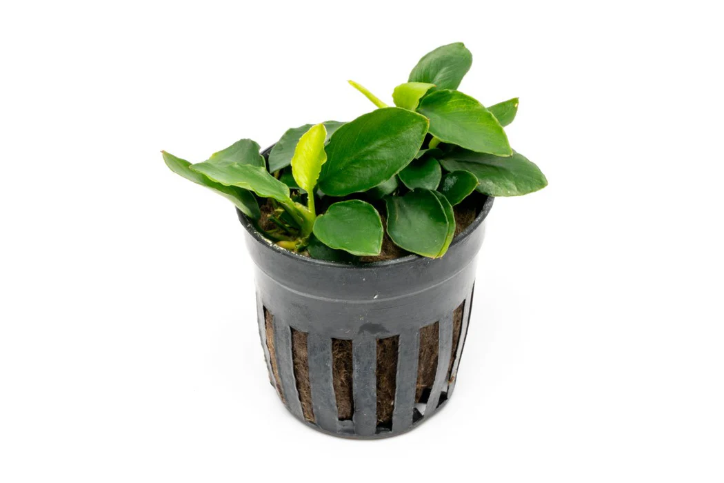 anubias-barteri-nana-long-wavy-31005857153224_1050x700