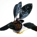 Bucephalandra Skeleton King