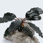 Bucephalandra Black Devil