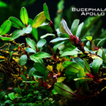 Bucephalandra Apollo