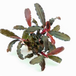 Bucephalandra Red Scorpio