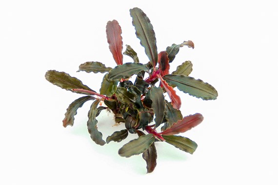 Bucephalandra Red Scorpio