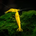 Neocaridina Yellow fire