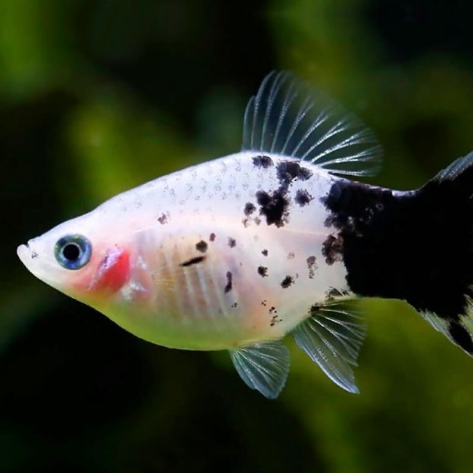 Platy Panda Tiger