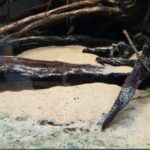 Arena Grano de Oro 5Kg