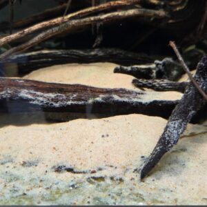 Arena Grano de Oro 5Kg