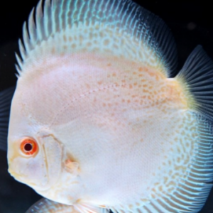 Discus White Snake