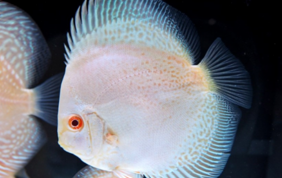 Discus White Snake