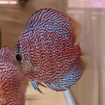 Discus Leopard