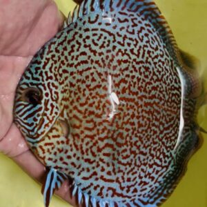 Discus King Viper