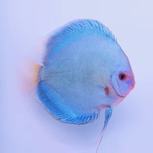 Discus Blue Diamond