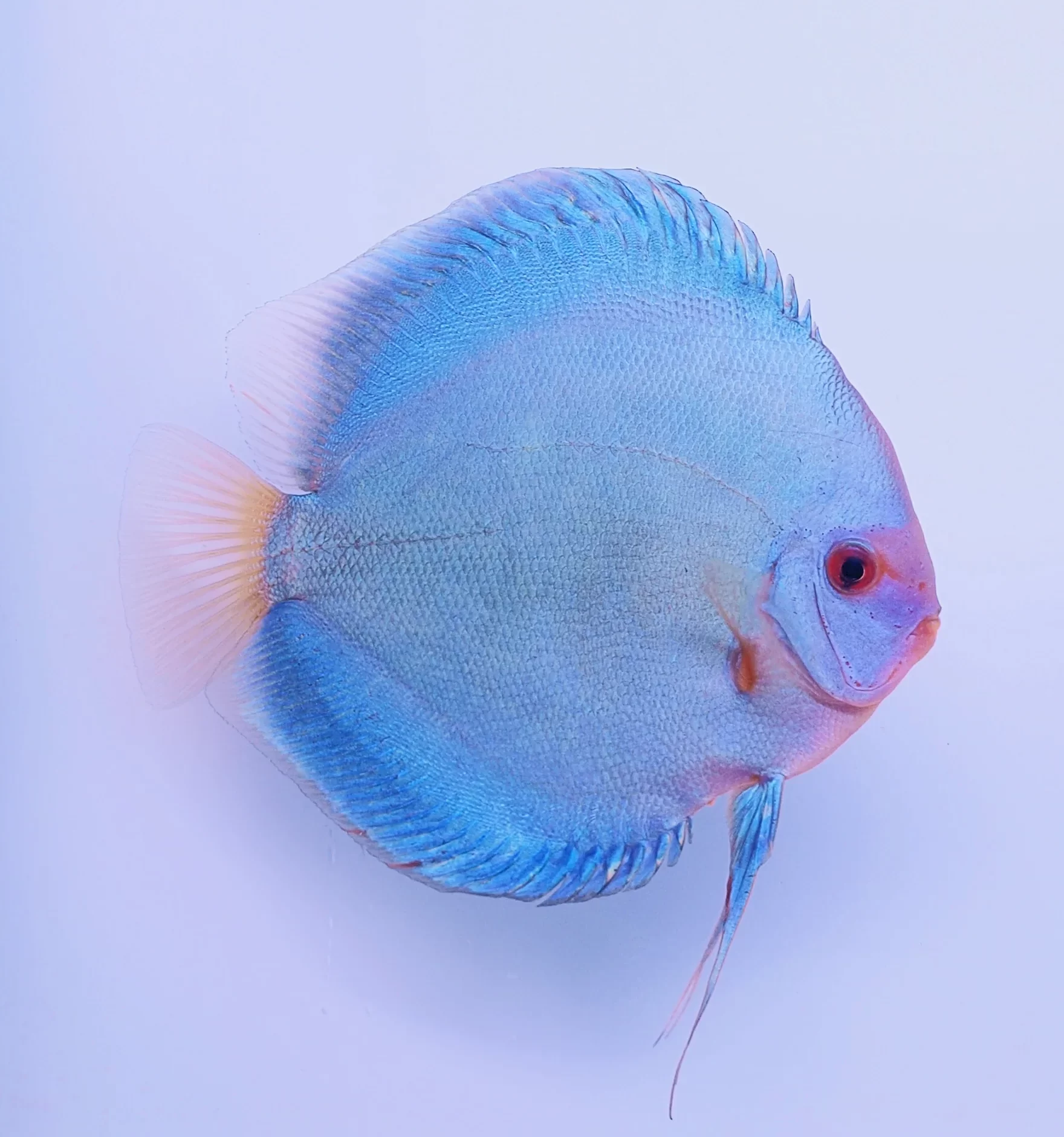 Discus Blue Diamond