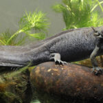 Axolote negro XL