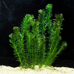 Elodea