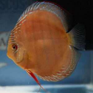 Brown Discus