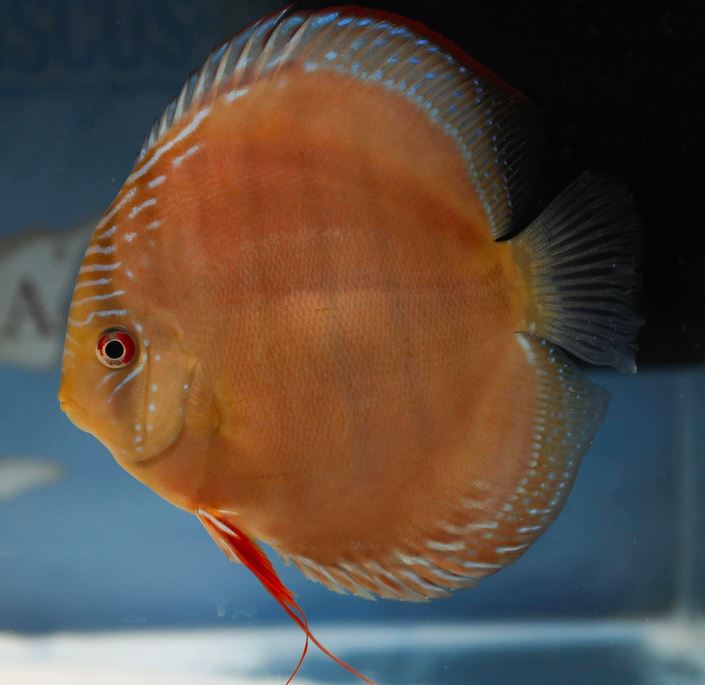 Acuarios Plantados - Brown Discus