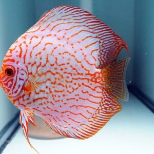 Discus Silver Pigeon