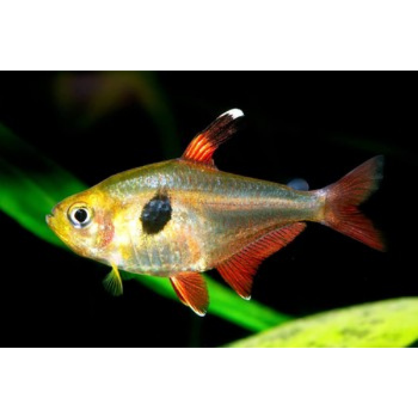 Tetra Yellow Phantom