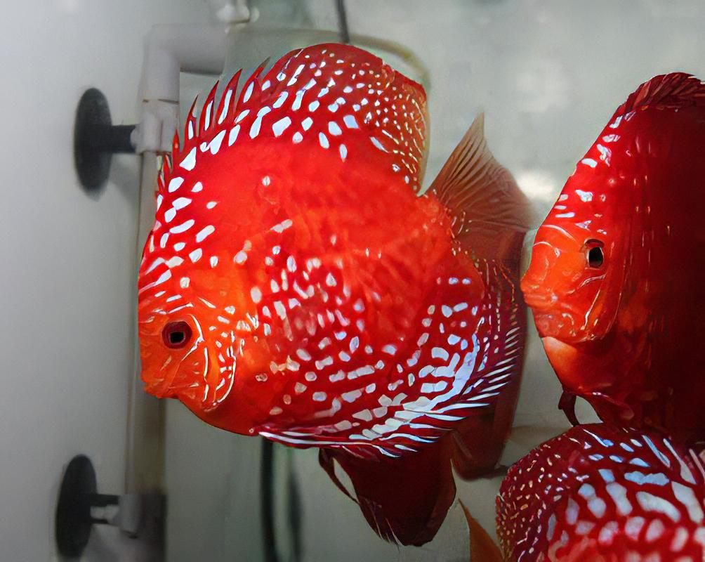 discus raflessia