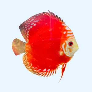 Discus Rafflesia - Image 3