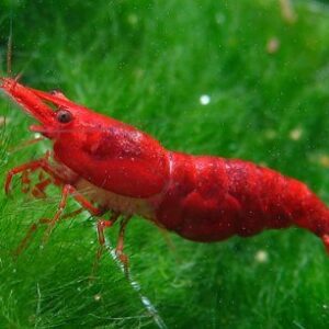 Neocaridina “Red Sakura”