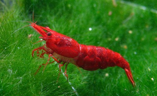 Neocaridina “Red Sakura”