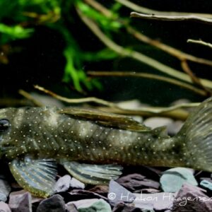 Pleco Angelicus L004