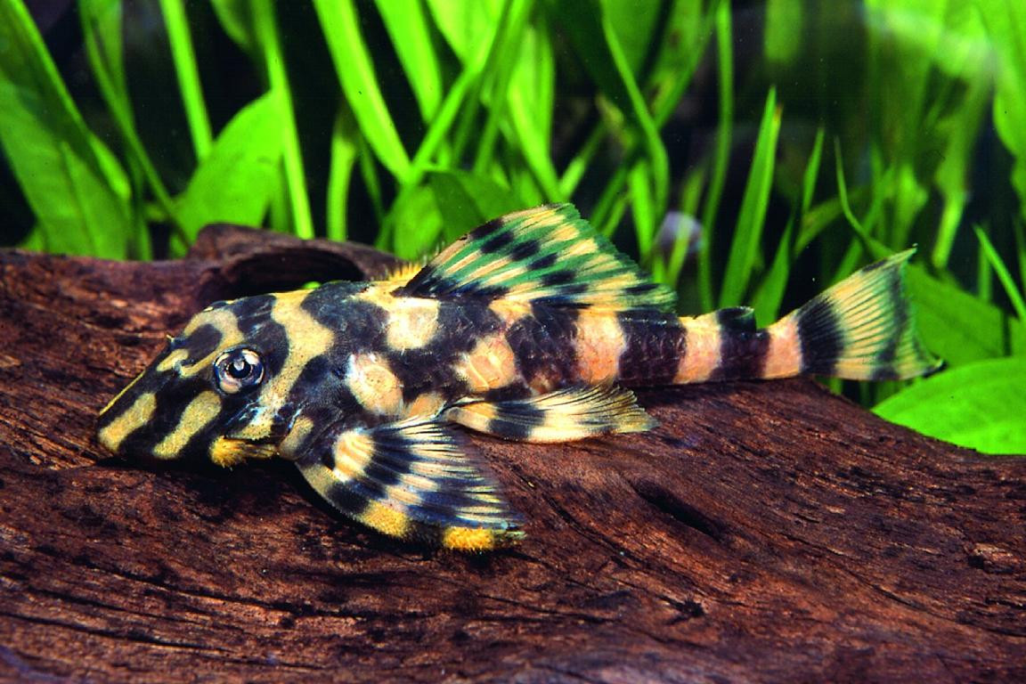 Acuarios Plantados - Pleco Mariposa L168