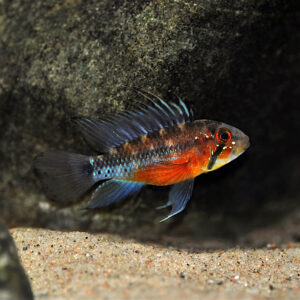 Apistogramma atahualpa macho