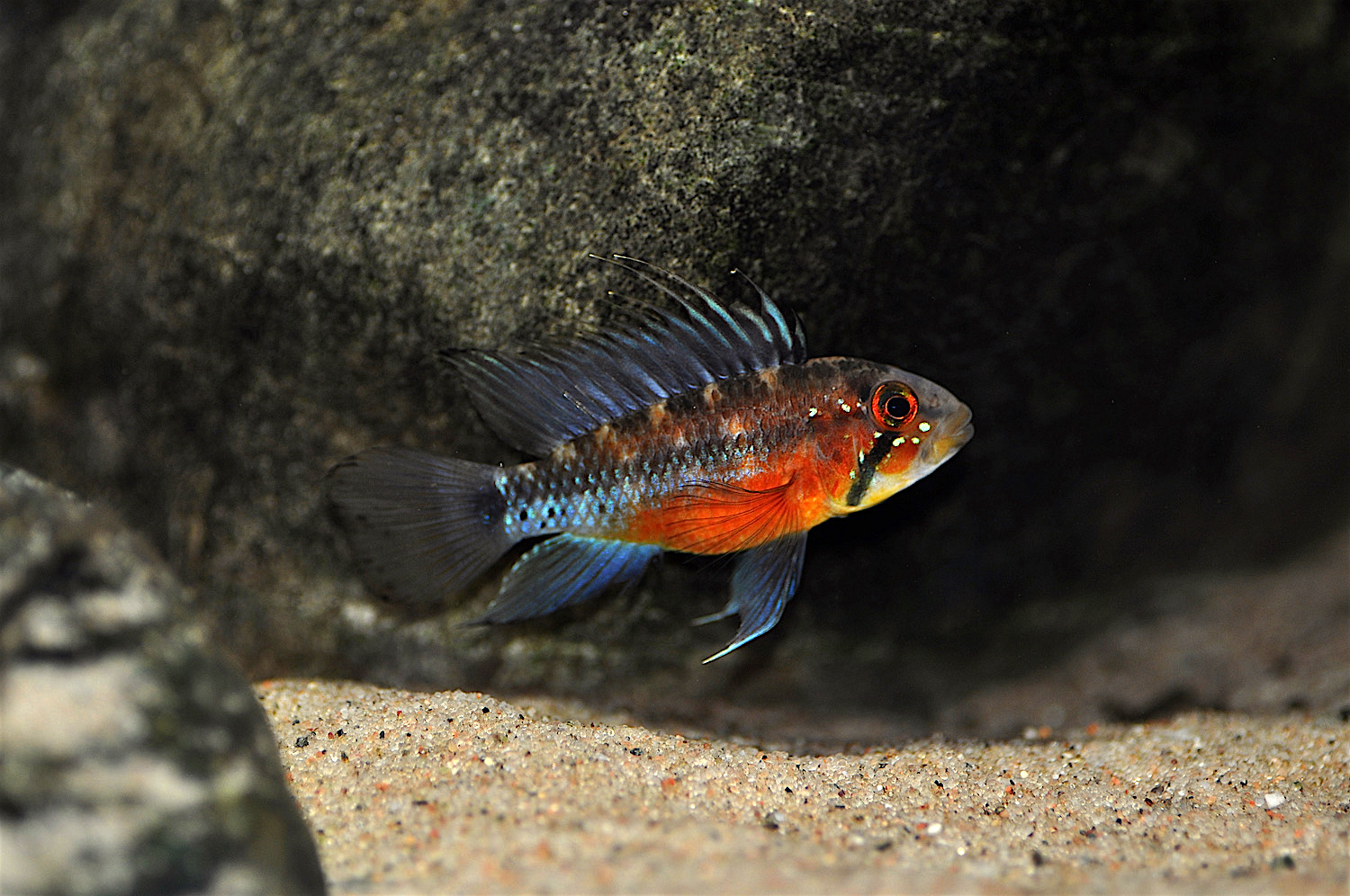 Apistogramma atahualpa Pareja