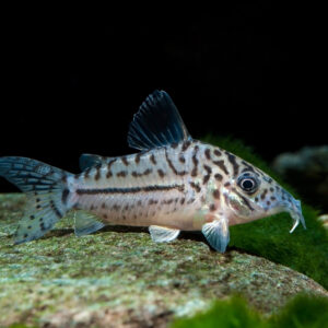 Corydora Leopardus